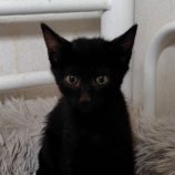 10月26日の小山店に参加するにゃんこの大冒険の保護猫01