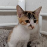 10月26日の小山店に参加するにゃんこの大冒険の保護猫02