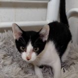 10月26日の小山店に参加するにゃんこの大冒険の保護猫03