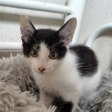 10月26日の小山店に参加するにゃんこの大冒険の保護猫04