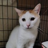 10月26日の小山店に参加するにゃんこの大冒険の保護猫05