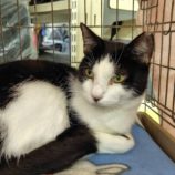 10月26日の小山店に参加するにゃんこの大冒険の保護猫06