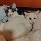 10月26日の小山店に参加するにゃんこの大冒険の保護猫07