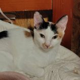 10月26日の小山店に参加するにゃんこの大冒険の保護猫08