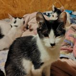 10月26日の小山店に参加するにゃんこの大冒険の保護猫09