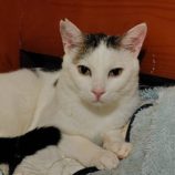 10月26日の小山店に参加するにゃんこの大冒険の保護猫10