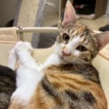 10月18日の八千代店に参加する花ねこ千葉の保護猫02