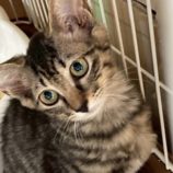 10月18日の八千代店に参加する花ねこ千葉の保護猫03