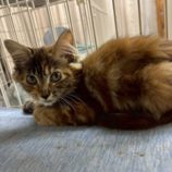 10月18日の八千代店に参加する花ねこ千葉の保護猫04