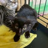 10月18日の八千代店に参加する花ねこ千葉の保護猫05