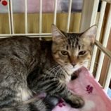 10月18日の八千代店に参加する花ねこ千葉の保護猫06