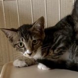 10月18日の八千代店に参加する花ねこ千葉の保護猫07