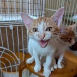 10月18日の八千代店に参加する花ねこ千葉の保護猫08