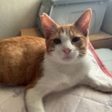 10月18日の八千代店に参加する花ねこ千葉の保護猫09