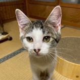 10月18日の八千代店に参加する花ねこ千葉の保護猫10