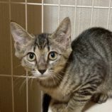 10月18日の八千代店に参加する花ねこ千葉の保護猫11