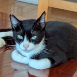 10月18日の八千代店に参加する花ねこ千葉の保護猫12