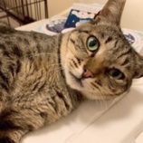 10月18日の八千代店に参加する花ねこ千葉の保護猫13