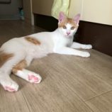 10月18日の八千代店に参加する花ねこ千葉の保護猫14