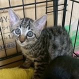 10月18日の八千代店に参加する花ねこ千葉の保護猫15