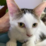 10月18日の八千代店に参加する花ねこ千葉の保護猫16