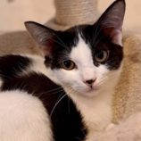 10月18日の八千代店に参加する花ねこ千葉の保護猫17