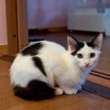 10月18日の八千代店に参加する花ねこ千葉の保護猫18