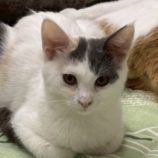 10月18日の八千代店に参加する花ねこ千葉の保護猫19