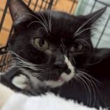 10月18日の八千代店に参加する花ねこ千葉の保護猫20