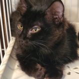 10月26日の吉岡店に参加する猫のへやの保護猫02