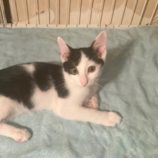 10月26日の吉岡店に参加する猫のへやの保護猫04