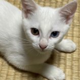 10月26日の吉岡店に参加する猫のへやの保護猫05