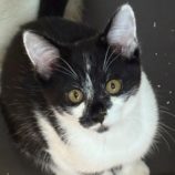 10月26日の吉岡店に参加する猫のへやの保護猫06