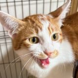 10月26日の吉岡店に参加する猫のへやの保護猫07