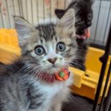 11月1日の市原店に参加するる花ねこ千葉の保護猫01