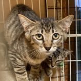 11月1日の市原店に参加するる花ねこ千葉の保護猫02