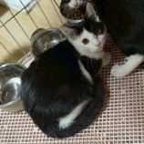 11月1日の市原店に参加するる花ねこ千葉の保護猫03