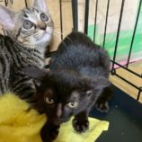 11月1日の市原店に参加するる花ねこ千葉の保護猫04