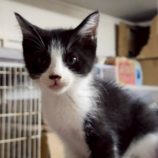 11月1日の市原店に参加するる花ねこ千葉の保護猫05