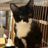 11月1日の市原店に参加するる花ねこ千葉の保護猫06