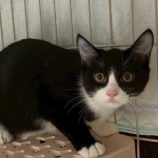 11月1日の市原店に参加するる花ねこ千葉の保護猫07