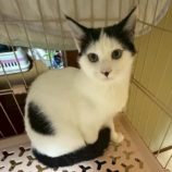 11月1日の市原店に参加するる花ねこ千葉の保護猫08