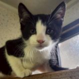 11月1日の市原店に参加するる花ねこ千葉の保護猫10