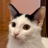 11月1日の市原店に参加するる花ねこ千葉の保護猫11