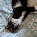 11月1日の市原店に参加するる花ねこ千葉の保護猫12