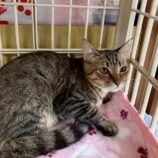 11月1日の市原店に参加するる花ねこ千葉の保護猫13