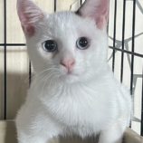 11月1日の市原店に参加するる花ねこ千葉の保護猫14