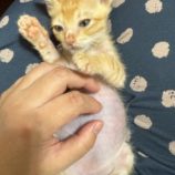 11月1日の市原店に参加するる花ねこ千葉の保護猫15