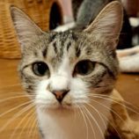 11月1日の市原店に参加するる花ねこ千葉の保護猫16