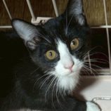 11月1日の市原店に参加するる花ねこ千葉の保護猫17